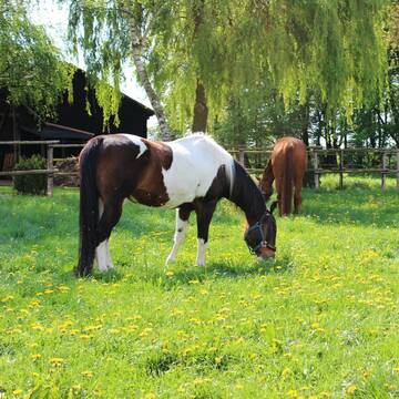 Bild: Stall in  Weilerswist