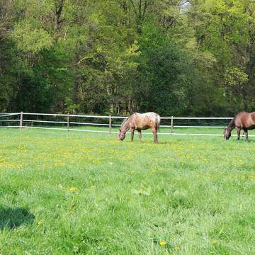 Bild: Stall in  Weilerswist