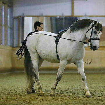 Arbeit am Langen Zügel