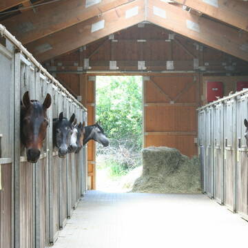 Bild: Stall in  Edelsfeld