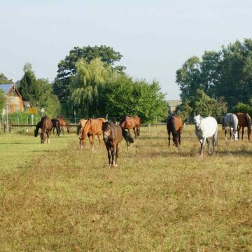 Bild: Stall in  Neudorf