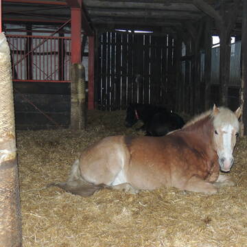 Bild: Stall in  Garbsen