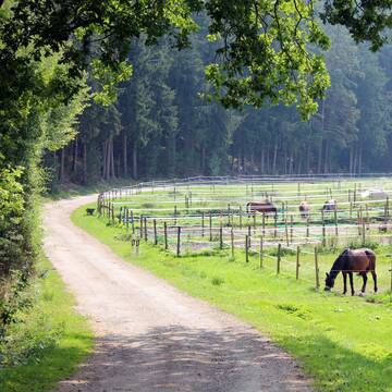 Bild: Stall in  Bruckberg