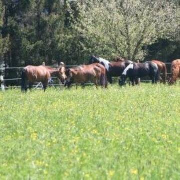 Bild: Stall in  Hattenhofen