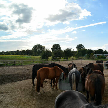 Offenstallpferde an der Heuraufe