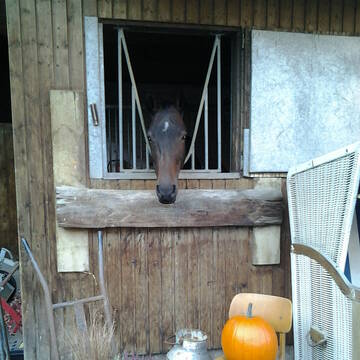 Bild: Stall in  Gehrden