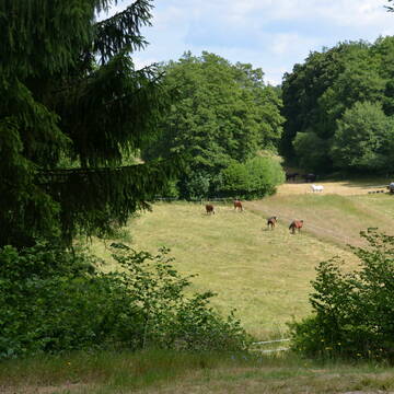 Ein Teil der Sommerweide.