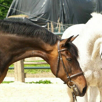 Bild: Stall in  Dormagen