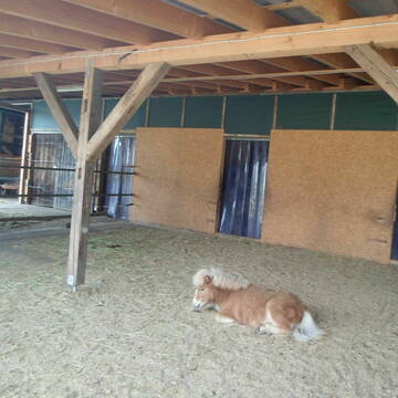 Bild: Stall in  Bad Wildbad