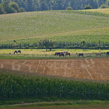 Bild: Stall in  Leimen
