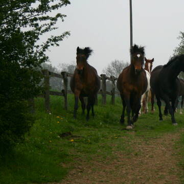 Bild: Stall in  Kescheid