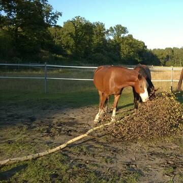 Knabberäste hinten im Naturbodenpaddock