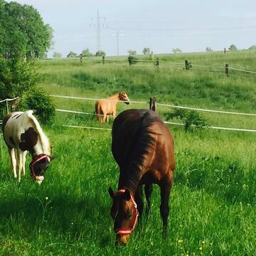 Bild: Stall in  Langenzenn