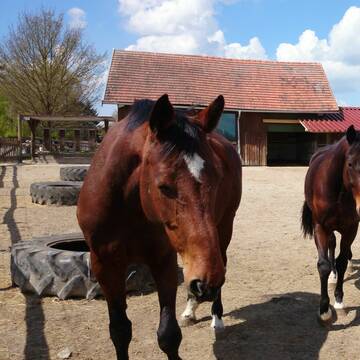 Gemischte Offenstallgruppe Sommer 2014