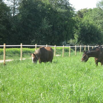 Bild: Stall in  Rheinbach