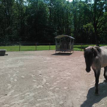 mit Sand aufgeschüttete, matschfreie Paddocks