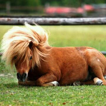 Bild: Stall in  Au am Rhein