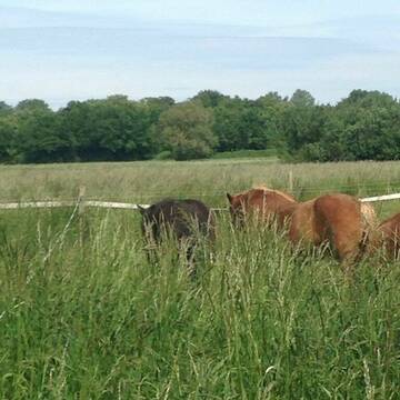 Bild: Stall in  Laatzen