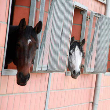 Bild: Stall in  Laer