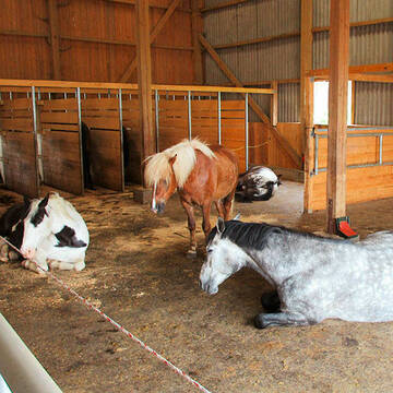 Bild: Stall in  Meßkirch