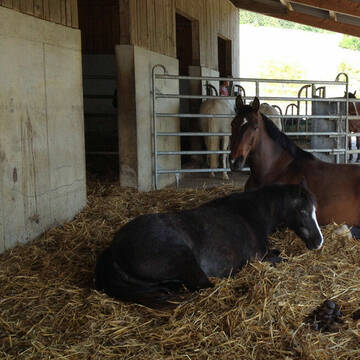 300 m² eingestreute Liegefläche mit Trennwand