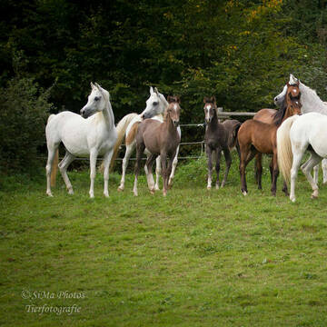Friedliche Stimmung auf der Weide & im Offenstall