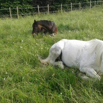 Ziemlich beste Freunde