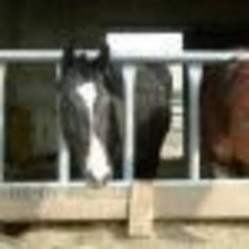 Bild: Stall in  Kreis Paderborn