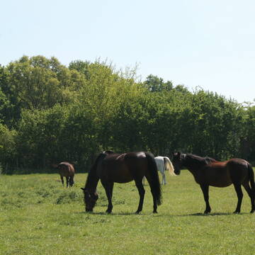 Bild: Stall in  Dorsten