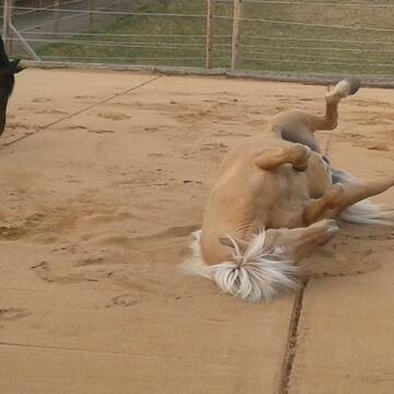 befestigter Aussenplatz