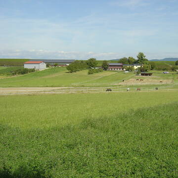 Bild: Stall in  Tiengen