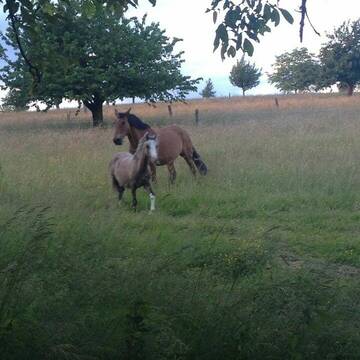 Bild: Weide in  Rheinfelden (Baden)