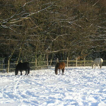 Weidespass im Schnee