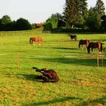 Weidegang in kleinen Gruppen (einzeln möglich)