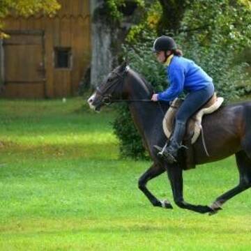 Galopp auf der Geländestrecke