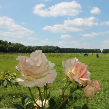Bild: Stall in  Groß Ippener