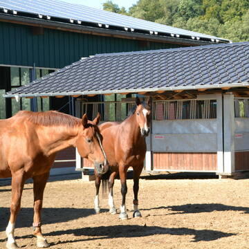 Bild: Stall in  Werden