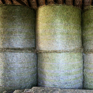 Bild: Stall in  Ottobeuren