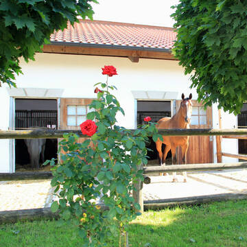 Bild: Stall in  Oberding