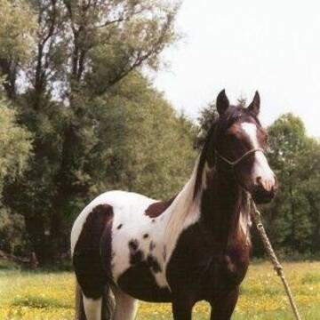 Watussy-ein sehr lieber Pinto-Kleinpferd Hengst