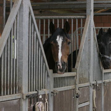 Bild: Stall in  Wettbergen