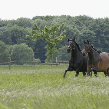 Bild: Stall in  Wettbergen