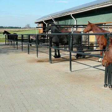 Sonnenbad in der Paddockbox