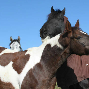 So sehen zufriedenen Pferde aus