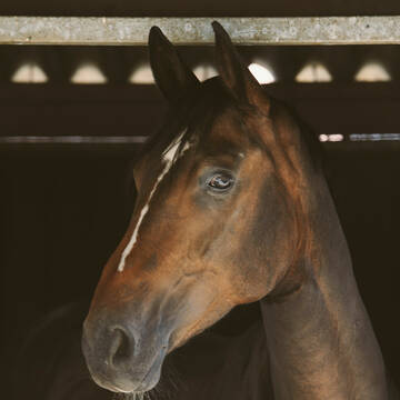 Bild: Stall in  Heinsberg