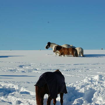 Bild: Stall in  Weiler-Simmerberg