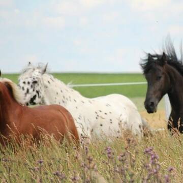 Bild: Stall in  Neuenstadt am Kocher