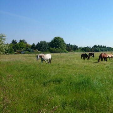Bild: Stall in  Märkisch Buchholz