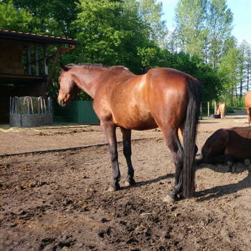 Bild: Stall in  Märkisch Buchholz