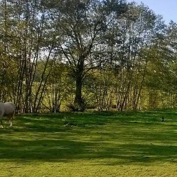 Bild: Stall in  Hammersbach